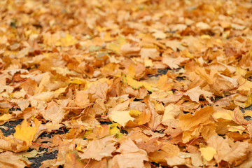 Fallen autumn leaves on whole background, space for text