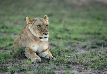 Closeup of a lioness, Masai Mara, Kenya