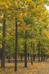 Park with trees and fallen leaves. Autumn landscape