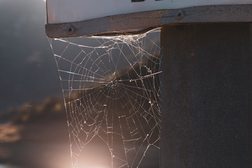 Fototapeta na wymiar Web of a spider against sunrise in the field.