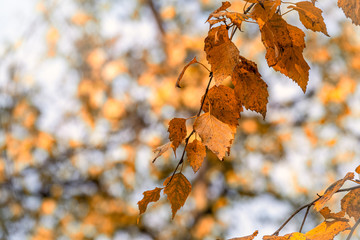 Fototapeta na wymiar Maple branches with yellow leaves in autumn, in the light of sunset.