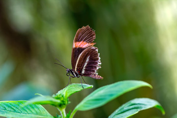 Closeup beautiful butterfly in a summer garden