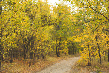 Path in forest and trees with yellow leaves. Autumn landscape