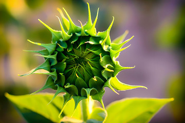 UNFLOWER GREEN AND YELLOW LIGHTED BY THE SUN ON DIFFUSED FUND