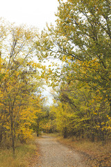 Path in forest and trees with yellow leaves. Autumn landscape