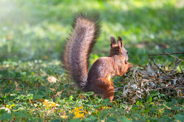 Naklejka na ściany i meble Squirrel in autumn hides nuts on the green grass with fallen yellow leaves