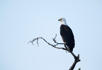 The African fish eagle perched on a tree, Masai Mara, kenya
