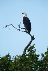 The African fish eagle perched on a tree, Masai Mara, kenya