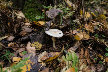 Fototapeta premium uneatable autumn mushrooms are growing on a rotten log