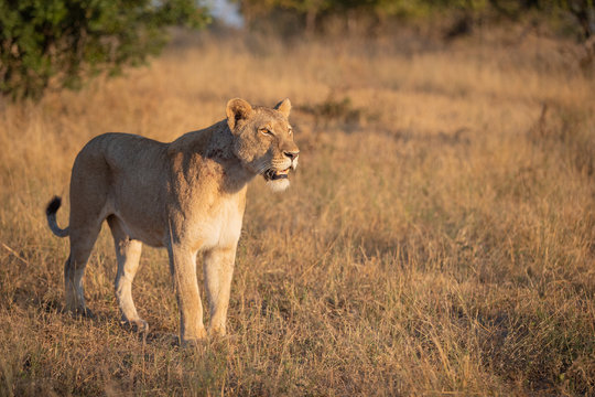 A lioness, Panthera leo, stands in short brown grass, looking out of frame, mouth open, tail curled up