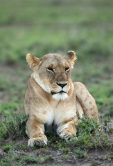Fototapeta na wymiar A portrait of a lioness, Masai Mara, Kenya