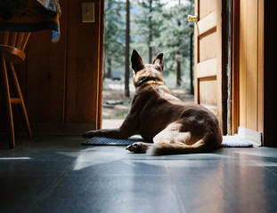 Mixed breed dog sitting in doorway of cabin in a patch of sun. ,Mixed breed dog sitting in doorway of cabin