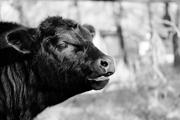 Cute Angus calf closeup during weaning in black and white.