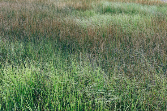 Marshes and lush green grass growth in summer. ,Wild marsh grasses in summer
