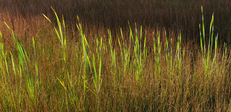 Tall wild grasses in the marshes in summer. ,Wild marsh grasses in summer