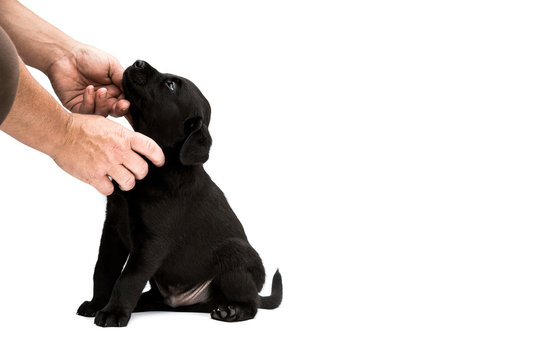 Close up of person stroking Black Labrador puppy on white background.