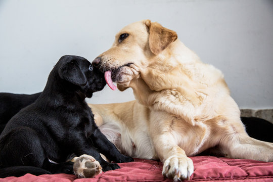 Close up of Golden Labrador licking Black Labrador puppy's nose.