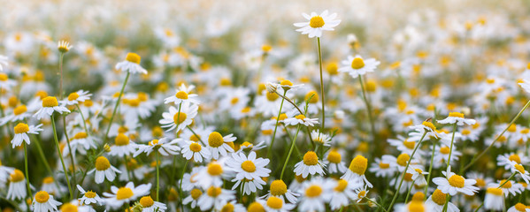 Close up of blooming field of daisies.,Field of Daisies