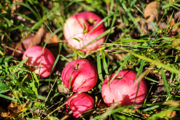Obraz na płótnie Canvas red apples in green grass, summer Sunny day, beautiful natural background, autumn