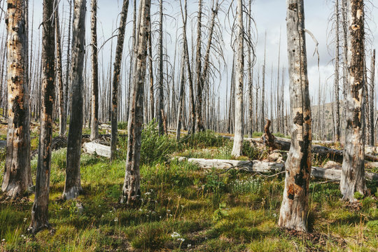 A previously burnt subalpine forest rebounds in summer with lodgepole pine and a variety of wildflowers, yarrow, aster, arnica and corn lily. ,Lodgepole pine forest