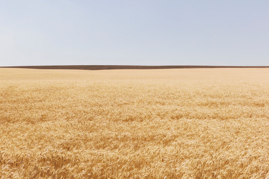 Field of wheat in summer, horizon and sky in distance, Whitman County, Palouse, Washington, USA.