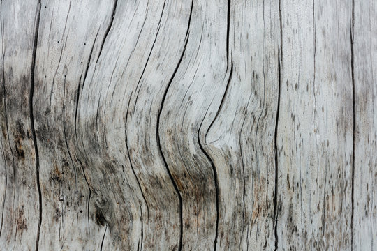 Close up of burnt lodgepole pine tree from destructive forest fire. Near Hart's Pass, Pasyaten Wildneress, Okanogan-Wenatchee National Forest, Washington.,Lodgepole pine forest