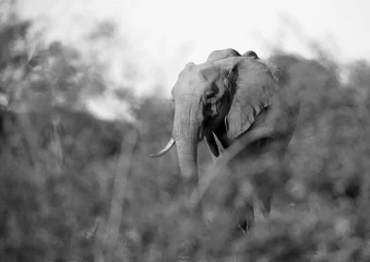 Foto op Aluminium African elephants in the bushes of Masai Mara, Kenya © Dr Ajay Kumar Singh