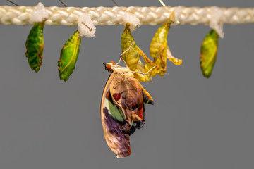 Amazing moment , butterfly emerging from its chrysalis