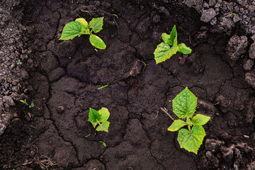 Green young vegetable shoots of cucumber after watering. Top view.