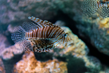 tropical fish in aquarium