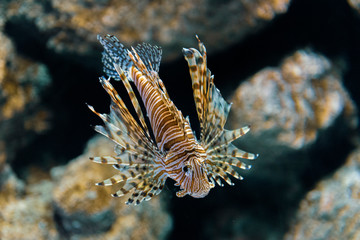 tropical fish in aquarium
