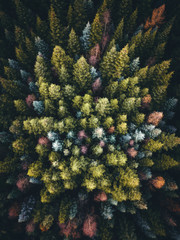Colorful Trees from above