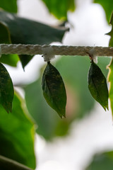 Butterflies farm. Sign In Different butterflies chrysalis on a branch - Stock Image