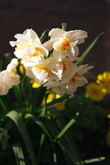 Obraz na płótnie Canvas daffodils growing in the garden