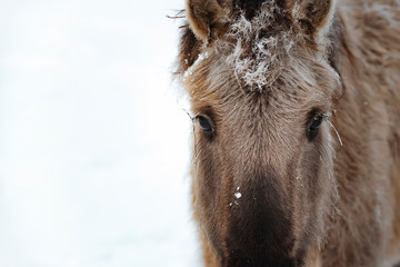 Wild Horses in winter during fog.