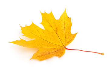 Colorful dry autumn maple leaf