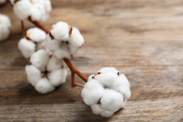 Branch of cotton plant on wooden background, closeup