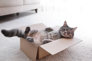  Leuke grijze gestreepte kat in kartonnen doos op de vloer thuis © New Africa