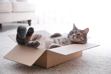 Poster Cute grey tabby cat in cardboard box on floor at home © New Africa