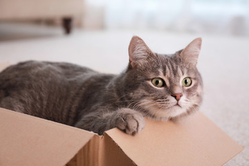 Cute grey tabby cat in cardboard box on floor at home