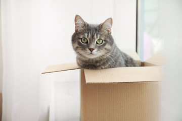 Fototapeta na wymiar Cute grey tabby cat in cardboard box near window at home