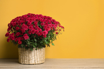 Basket with fresh red chrysanthemum flowers on wooden table against yellow background. Space for text