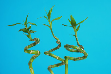 Fototapeta na wymiar Tropical bamboo stems with lush leaves on blue background. Stylish interior element