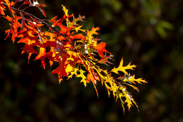 Colorful branches of golden autumn.