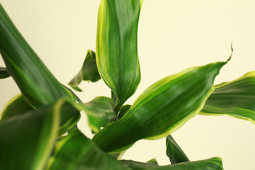 Obraz premium Tropical leaves on beige background, closeup. Stylish interior element