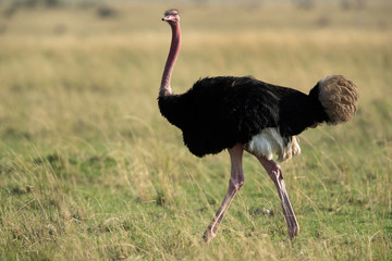 Ostrich at Masai Mara grassland, Kenya