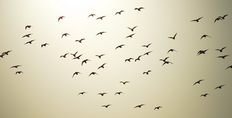 A flock of birds flapping wings and flying in the sky of a sunny morning, Cantabria, Spain	