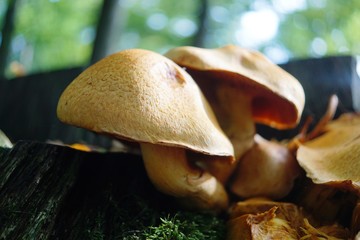  pick mushrooms in the forest with the camera