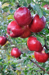 close-up of red apples on apple tree branch, vertical composition