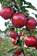 close-up of red apples on apple tree branch, vertical composition